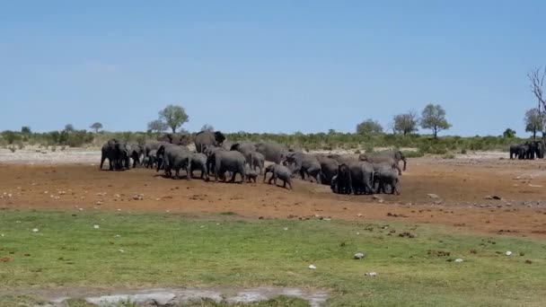 Stor Flock Elefanter Runt Torr Vattenbassäng Khaudum National Park Namibia — Stockvideo