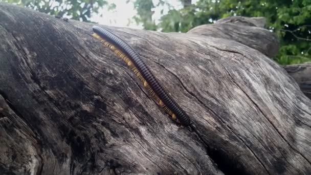 Mille Pattes Africain Géant Sur Arbre Dans Parc National Mudumu — Video