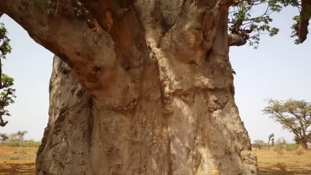 Döntsük Fel Egy Baobab Somone Lagoon Reserve Szenegálban Afrika — Stock videók