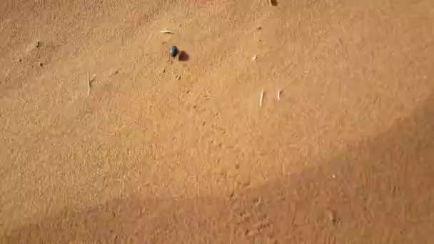 Σκαθάρι Litte Που Τρέχει Πάνω Από Αμμόλοφο Στο Εθνικό Πάρκο — Αρχείο Βίντεο