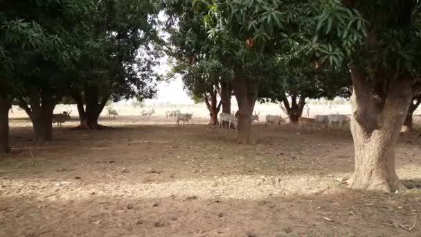 Rebaño Ganado Zebú Reserva Laguna Somone Senegal África — Vídeo de stock