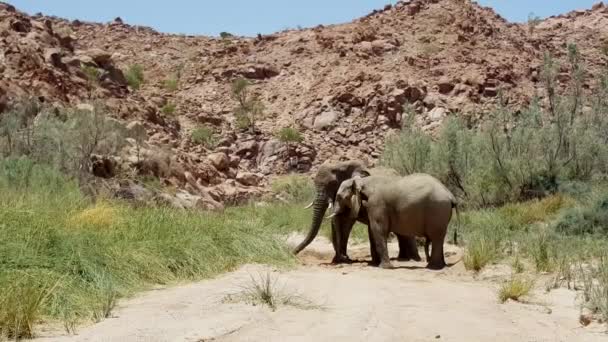 Olifanten Bij Bedding Van Ugab Rivier Namibië — Stockvideo