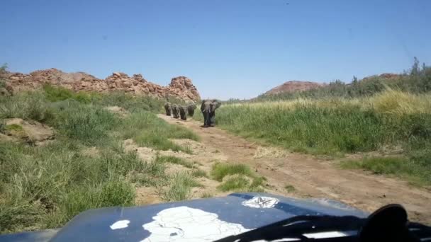 ナミビアのウガブ川のベッドで車で通り過ぎる象の群れ — ストック動画