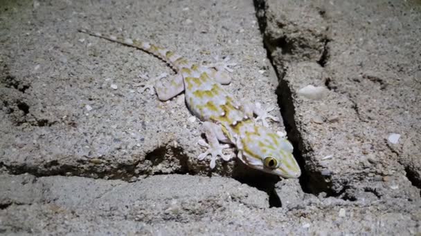 Lesser Night Gecko Runs Away Western Sahara Africa — Stock Video