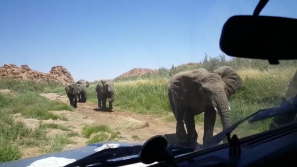ナミビアのウガブ川のベッドで車で通り過ぎる象の群れ — ストック動画
