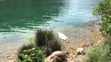Hırvatistan 'daki Krka Nehri' nde kuğu