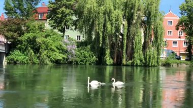 Kuğu ailesi Almanya 'nın Landshut bölgesindeki Isar nehrinde akıntıya karşı yüzüyor.