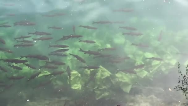 Peixe Parque Nacional Krka Croácia — Vídeo de Stock