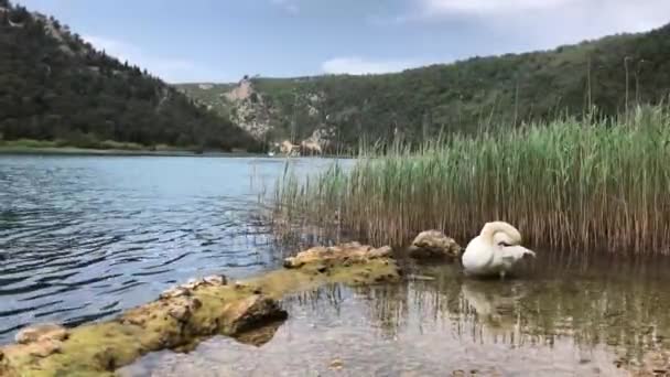 Schwan Fluss Krka Kroatien — Stockvideo