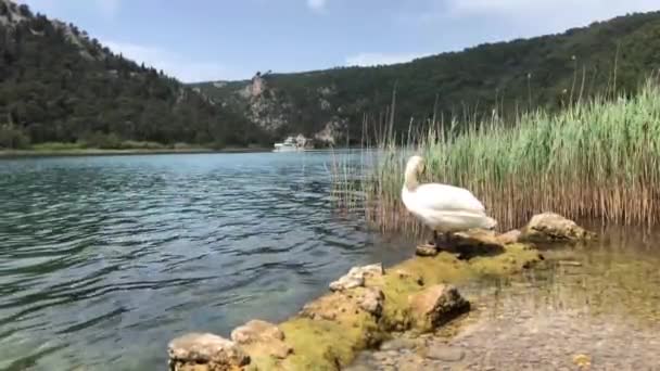 Svanen Bredvid Floden Krka Kroatien — Stockvideo