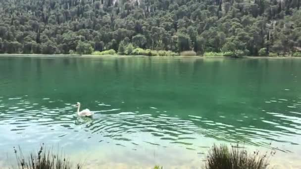 克罗地亚克尔卡河上的天鹅 — 图库视频影像
