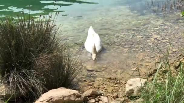 Łabędź Szuka Pożywienia Nad Rzeką Krką Chorwacji — Wideo stockowe