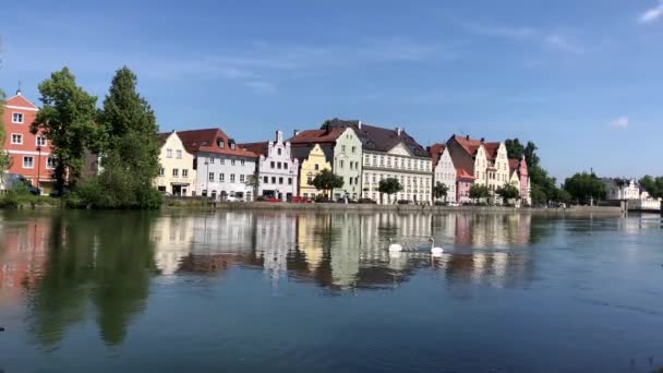 Familia Swan Nadando Río Arriba Río Isar Landshut Alemania — Vídeos de Stock