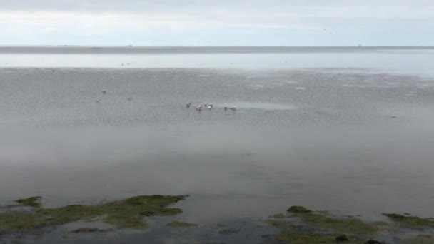 Colheres Grupo Durante Maré Baixa Ilha Terschelling Frísia Países Baixos — Vídeo de Stock