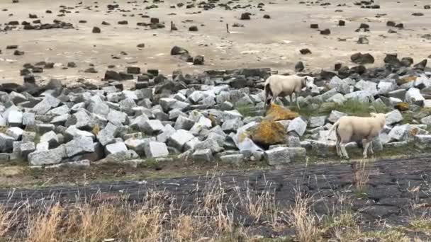 荷兰Terschelling Friesland的一个堤坝上的羊 — 图库视频影像