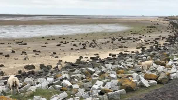 荷兰弗里斯兰特谢林海滩上的羊 — 图库视频影像