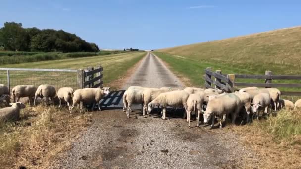 荷兰弗里斯兰北部一个堤坝旁边的羊 — 图库视频影像