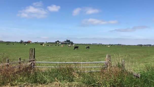 Meadow Krajina Krávami Frísku Nizozemsko — Stock video