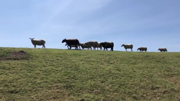 荷兰兴德洛沃特附近的一个堤坝上的羊 — 图库视频影像