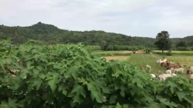 Trenle Tayland 'ın kırsalından geçerken