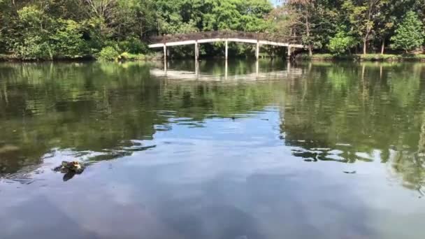 Kaplumbağa Sri Nakhon Khuean Han Parkı Bangkok Tayland Botanik Bahçesi — Stok video