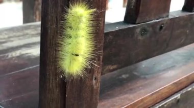 Koh Samet, Tayland 'da bir sandalyede sarı tüylü tırtıl.