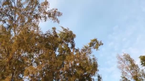 Grandes Hornbills Árbol Isla Koh Ngai Tailandia — Vídeos de Stock