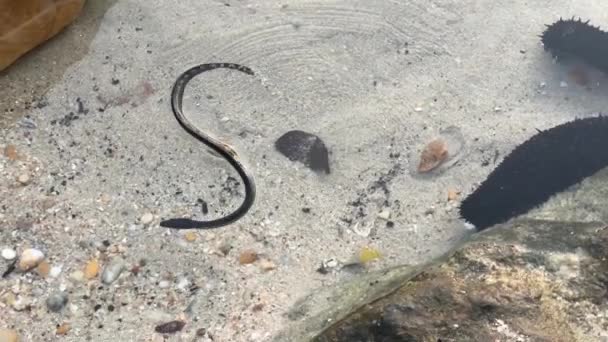 Bébé Serpent Mer Ventre Jaune Sur Plage Phrao Île Koh — Video