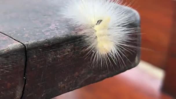 Chenille Poilue Jaune Une Table Sur Koh Samet Thaïlande — Video