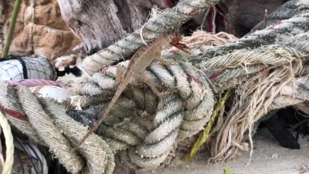 Lagarto Sentado Una Cuerda Comiendo Insecto Isla Koh Samet Tailandia — Vídeo de stock