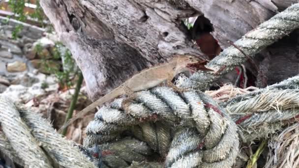 Σαύρας Κάθεται Ένα Σχοινί Τρώει Ένα Bug Στο Νησί Koh — Αρχείο Βίντεο