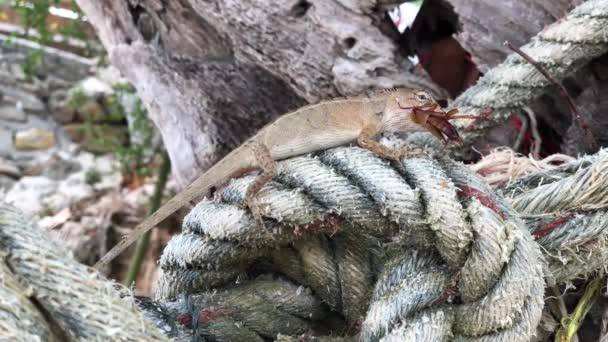Lézard assis sur une corde mangeant un insecte à l'île de Koh Samet en Thaïlande