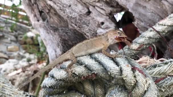 Lizard Sitting Rope Eating Bug Koh Samet Island Thailand — Stock Video