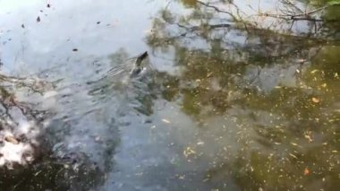 Sri Nakhon Khuean Khan Parkı 'ndaki bir gölde Asya su monitörü ve Bangkok, Tayland' daki Botanik Bahçesi.