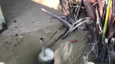 Samut Prakan, Tayland 'da bir nehrin yanında çamurdan atlayan biri.