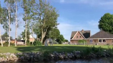 Alpaca IJlst, Friesland 'da bir arka bahçede Hollanda' da