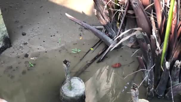 Jumper Boue Près Une Rivière Samut Prakan Thaïlande — Video