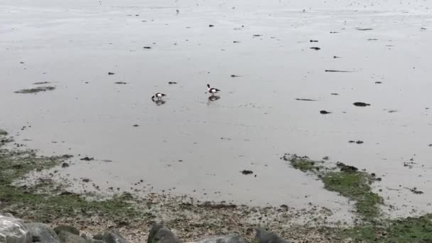 Gewone Bergeend Bij Rond Schiermonnikoog Nederland — Stockvideo