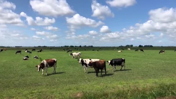 Kühe Auf Der Weide Rund Warten Friesland Niederlande — Stockvideo