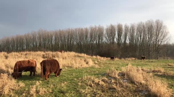 Highland Cattle Mayor Rasterhoffpark Sneek Friesland Países Baixos — Vídeo de Stock