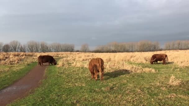 Cerca Ganado Las Tierras Altas Pastando Mayor Rasterhoffpark Sneek Frisia — Vídeo de stock