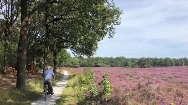 Personas Mayores Bicicleta Través Del Brezo Flor Reserva Natural Zwarte — Vídeo de stock