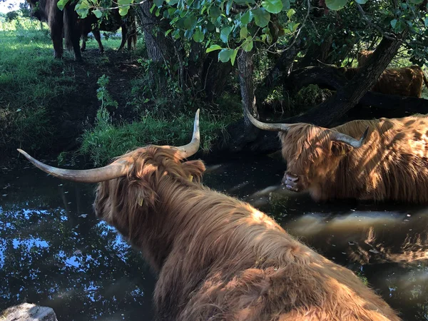 네덜란드 오버이 주위의 강에서 가축을 기르는 — 스톡 사진