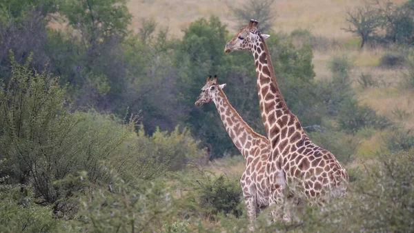 Två Giraff Vid Pilanesbergs Nationalpark Game Reserve Sydafrika — Stockfoto