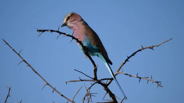 Fliederroller Auf Einem Ast Pilanesberg Game Reserve Südafrika — Stockfoto