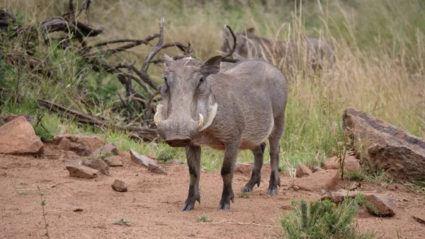 Warzenschwein Pilanesberg National Park Game Reserve Südafrika — Stockfoto