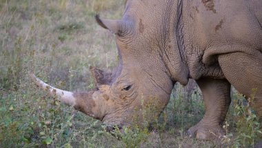 Waterberg Güney Afrika 'sında ot yiyen beyaz bir gergedandan yaklaşıyoruz.