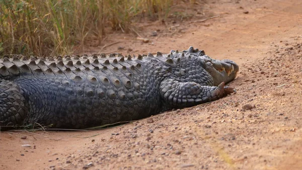 Nilkrokodil Ligger Grusväg Waterberg Sydafrika — Stockfoto