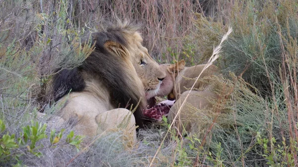 Pilanesberg Oyun Rezervi Nde Bir Antiloptan Yiyen Aslanlar Güney Afrika — Stok fotoğraf