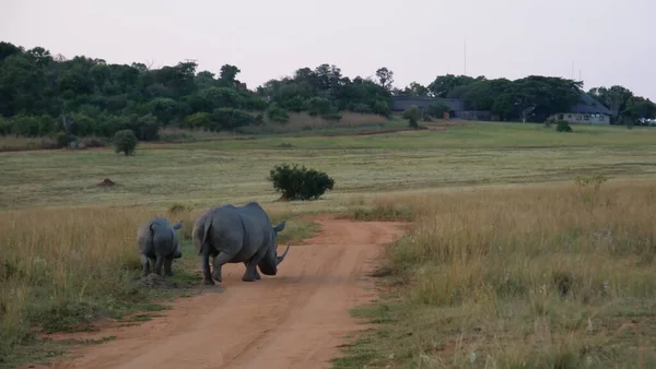 Güney Afrika 'daki Waterberg Ulusal Parkı' nda toprak yolda yürüyen iki beyaz gergedan.
